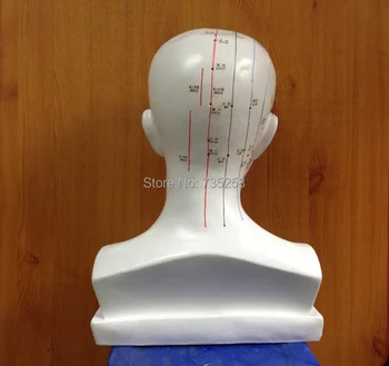 1:1 Vedúci Akupunktúrny Bod Modelu Ľudskej Hlavy Akupunktúrny Bod Model ,Vedúci Meridian Model