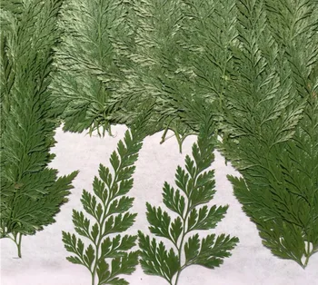 120pcs 4-7 cm Stlačené Sušené Green/Brown Stenoloma Chusanum Lupene kvetov Rastlín Herbarium Šperky Telefón Prípade Rám Pohľadnicu Tvorby