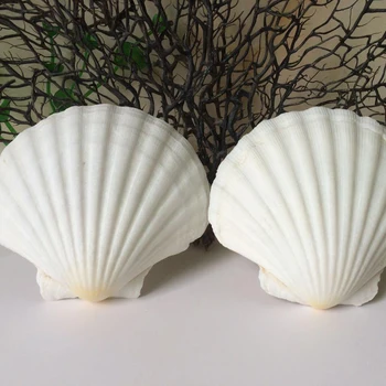 1pcs Prírodné conch Veľké shell biela venuša biela ventilátor shell venuša akvárium