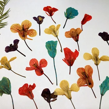 20 Ks Sušených Cole Kvety Vzor Prírodné Sušené kvety Taška DIY Stlačte Kvet Príručka Rastlinného Materiálu Tvorivé Umelecké Remeslo