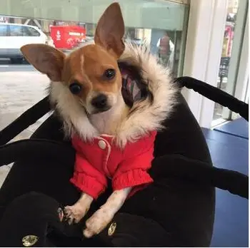 2017 Teplé Zimné oblečenie pre psy, modrá, červená psa kabát šteniatka čivava yorkshire psa hoodie