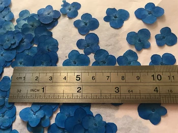 30 Ks Kráľovská Modrá Skúmie Suchý Kvet stlačte kvet Pre DIY dekorácie Zdarma Zásielky