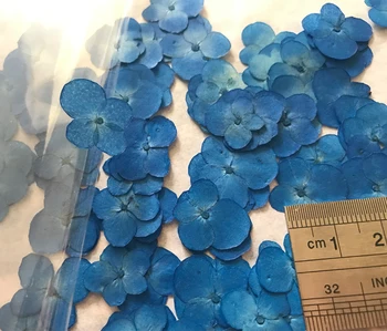 30 Ks Kráľovská Modrá Skúmie Suchý Kvet stlačte kvet Pre DIY dekorácie Zdarma Zásielky