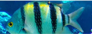 3d stereoskopické tapety Ocean World Priestor tému Dekorácie nástenná maľba abstraktných