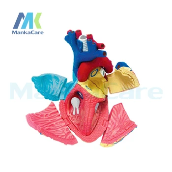 4D master modelu farebné srdce zostavené Ľudskej Anatómie rozmerov Ľudského SRDCA v životnej VEĽKOSTI MODELdissection lebky, mozgu anatomickej