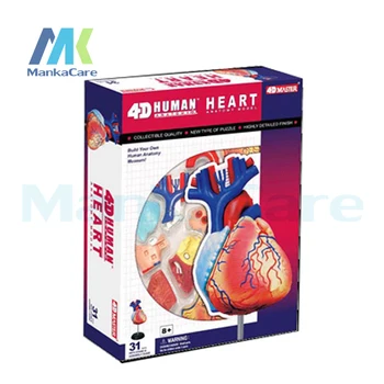 4D master modelu farebné srdce zostavené Ľudskej Anatómie rozmerov Ľudského SRDCA v životnej VEĽKOSTI MODELdissection lebky, mozgu anatomickej