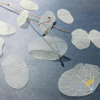 50 Ks A-Trieda Prírodné Leaf Ekologické Remeslá Malý Motýľ Žily Listy Kostra Pre DIY Karty Záložku Umenie Domáce Dekorácie