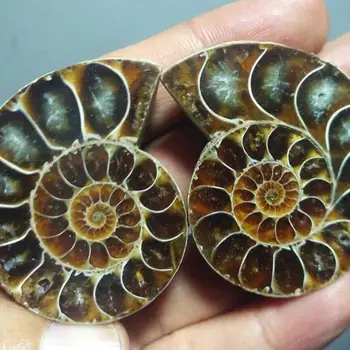 72g Split Ammonite Fosílnych Vzor Shell Uzdravenie Madagaskar