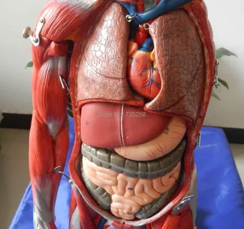 Certifikácie ISO Tela Svaly Anatomický Model,78 cm Ľudskej Anatómie Model,Ľudských Orgánov Anatomický Model