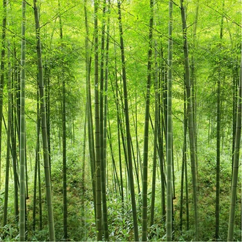 Charakter Krajiny Zeleného Borovicového Lesa Foto nástenná maľba Vlastnú Veľkosť 3D Tapety Na Stenu Obývacia Izba Gauč TV Pozadí Steny Dekor
