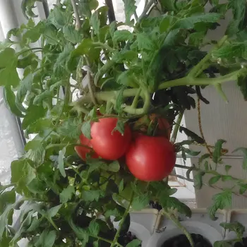 Dve Sady DIY Pestovať zeleninu v dome alebo balkón Hydroponics systém bez zemi montáž sady zelenej zeleniny, záhrada