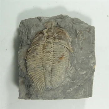 Fosílne Zlaté Trilobite (Coronocephalus jastrowi) na matice rock