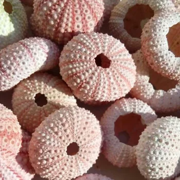 HappyKiss Prírodné morskí ježkovia ružový sen morský ježko shell dizajn okna dekorácie dekorácie, Stredomorské domov DIY stenu