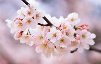 Najznámejšie značky oroaroma prírodné Cherry blossom esenciálny olej bielenie pokožky Obnoviť pružnosť pokožky Relaxovať Cherry blossom olej