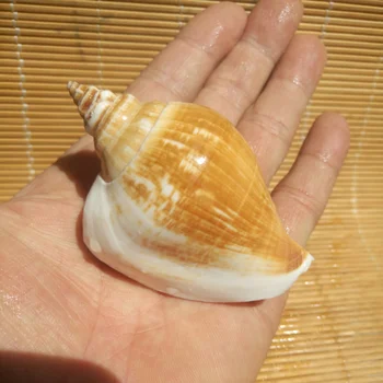 Prírodné remesiel sea shell dekorácie Akvárium krajinného dizajnu conchas seashell pláži svadobné dekorácie zakka domova