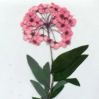 Rose Bud 30 Ks za Taška Sušené Stlačené Kvetinové Svadobné Dekorácie Zdarma Zásielky