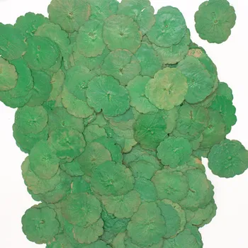 Zelená Mince leafs DIY Sušené Lisované Kvety Náušnice handmande kvetinový Veľkoobchod Zadarmo zásielky 1 lot/120pcs