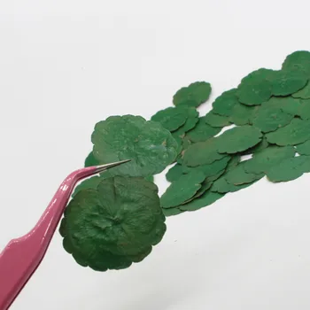 Zelená Mince leafs DIY Sušené Lisované Kvety Náušnice handmande kvetinový Veľkoobchod Zadarmo zásielky 1 lot/120pcs