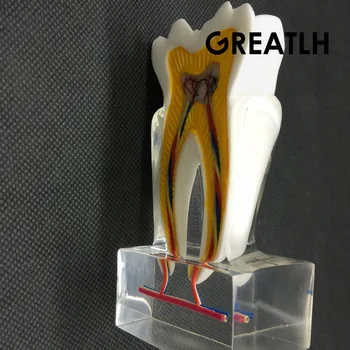 Zubné Anatomické Molekulová Model 2017 molekulová vnútorné štruktúry nervov a ciev