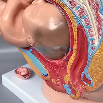 Ľudské Ženské Panvové Oddiel Tehotenstva Anatomický Model Anatómie Plod 40 Týždňov