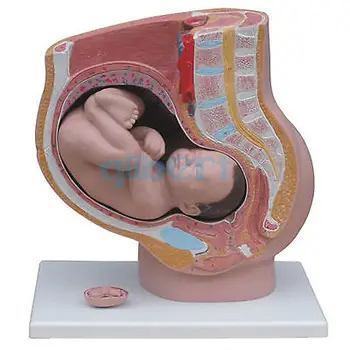 Ľudské Ženské Panvové Oddiel Tehotenstva Anatomický Model Anatómie Plod 40 Týždňov