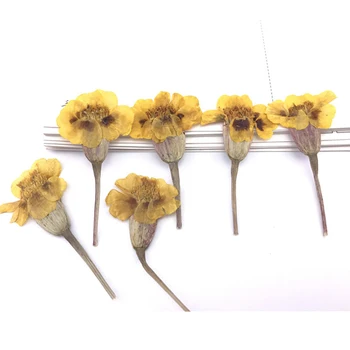 Žltá Tagetes Patula / francúzsky nechtíka Prírodné Sušené Stlačené Kvetinové Aranžmány Pre DIY dekorácie 100 Ks Zadarmo Zásielky